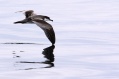 Buller's Shearwater